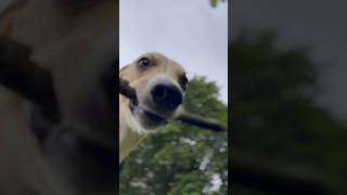 Will you be my friend? #cute #whippet #dog