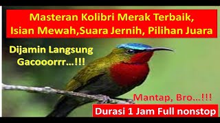 Masteran Jernih Suara Burung KOLIBRI MERAK, Kolibri Ninja KONIN Pilihan Juara No.1 Gacor Full Isian