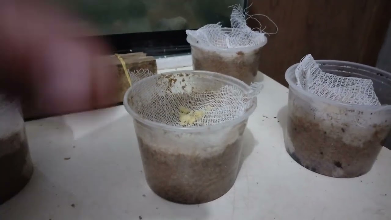 colheita dos ovos da mosca soldado negro bichinho da laranja @sitionalaje