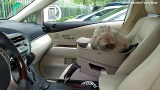 Munchkin jumps to her doggie car seat