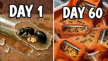 Simulating an ant colony for 60 Days... 