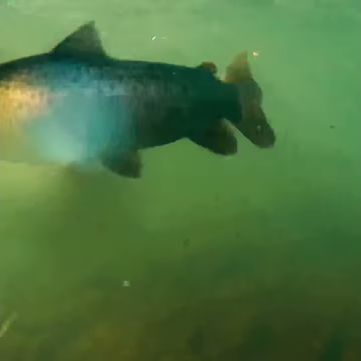 Pure (Fish) Porn: Thanksgiving Butter!