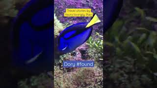 Finding The Real Dory