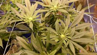 413 grow bosses day 20 of flower quick update