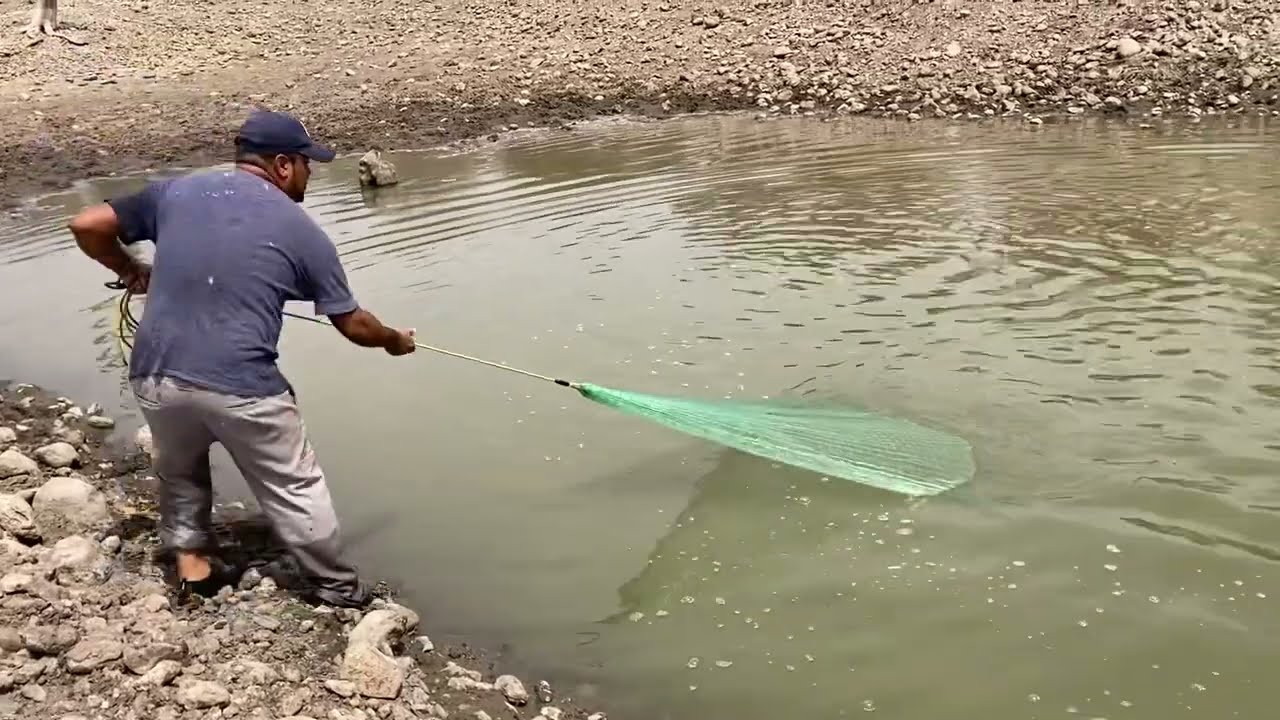 Otra Buena Pesca De Machos Rosados Con Luis Y Chuy