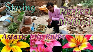 How to Store 🍀Asiatic Lily🥦 Bulbs for 🌾the next season🍄