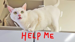 Cat meows for Help!!!