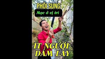 Cây sung mọc ở vị trí ít người dám lấy - Phiêu Du Bonsai