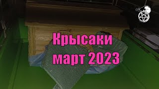 Крысаки,  Март 2023 (Ампер На Больничном)