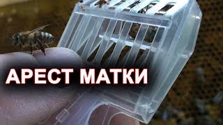 Арест матки для получения маточников тихой смены.