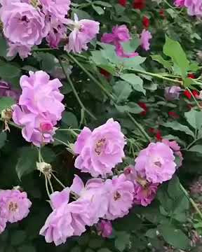 Funny sms Ringtone I whatsApp Message Ringtone Tiktok Notifaction #funny #sms#hindi #india #china