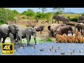 4K African Animals: Wildlife of Kgalagadi National Park With Real Sounds &amp; Relaxing Nature