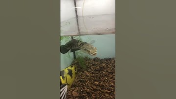 Cách tương tác với cá Lóc giúp cá nhanh dạng #calockieng #channa #channamaru #fish #xuhuong #shorts