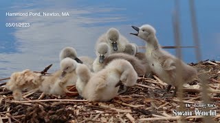 05 01 2023 Day 4 Cygnets Extremely Well but Hawks Appearing Again