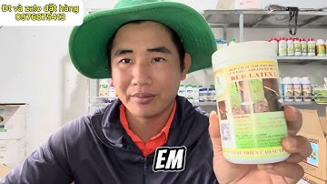 Tiết lộ cách sử dụng kích mủ cho cây cao su: Ra mủ nhiều và ngăn chặn bệnh loét sọc