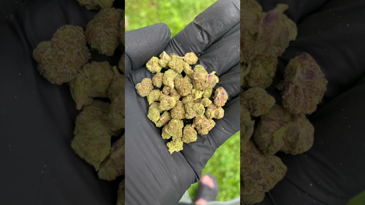 Venom OG 🐍 🔥 THCA Small buds dot com 