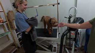 How I Towel Dry And Blow Dry A Dog Step-By-Step Grooming Tutorial With Monty