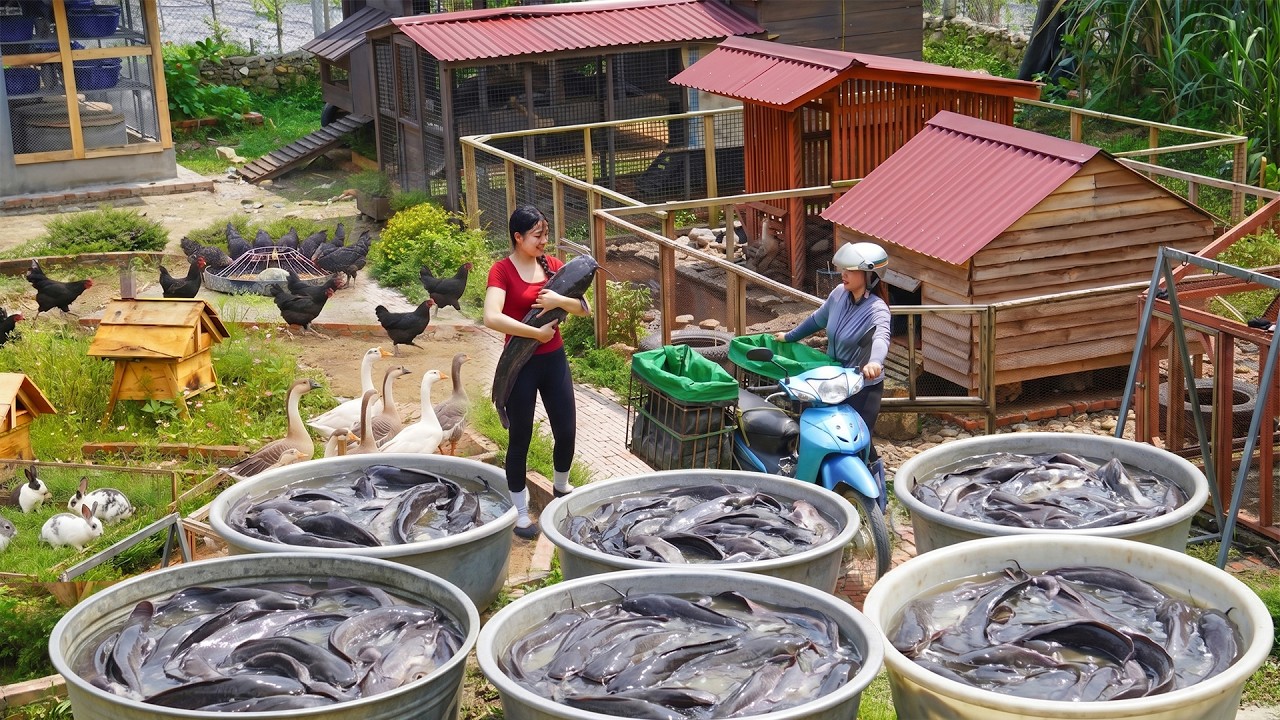 Harvesting A Lot Of Catfish Raised In Tanks To Sell, Buy Many Turtle ...