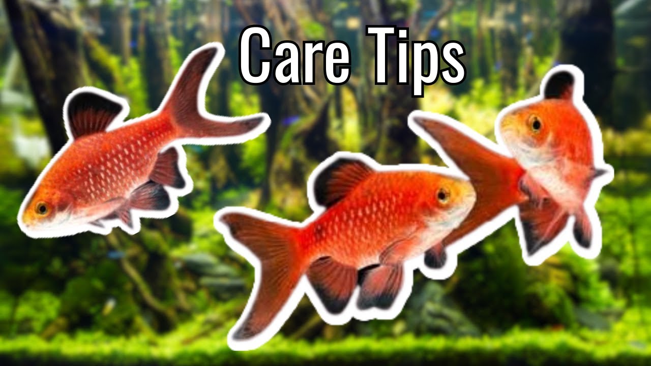 Rosy Barbs How to Care for Them