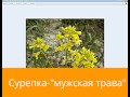 Сурепка-"мужская трава" для лечения простатита,аденомы,проблем со сперматогенезом.