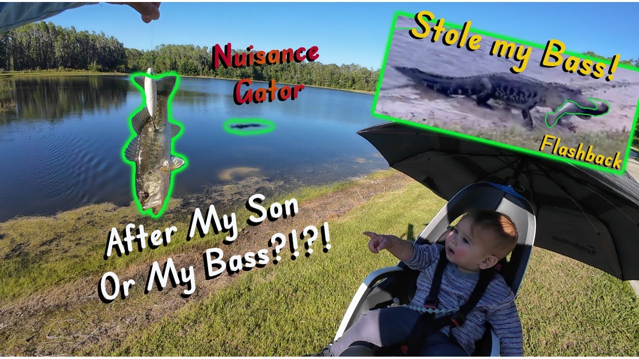 When Gators Disrupt Bass Fishing