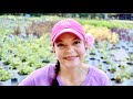 Gorgeous Delivery of Proven Winners Perennials | Gardening with Creekside