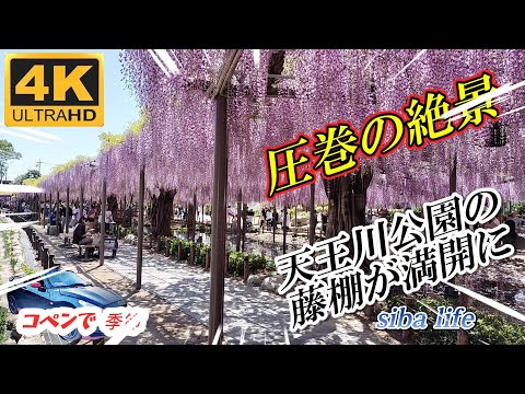 【圧巻の絶景】天王川公園の藤棚が満開！一度は見たい日本一美しい藤のトンネル。4K映像（2025年4月24日撮影） sibaライフ   .