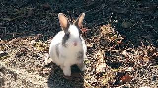 What If You Could Explore the Entire Rabbit's World in One Day