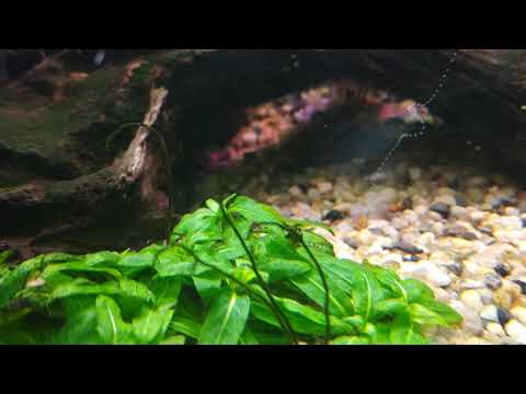 Джебо на 200л