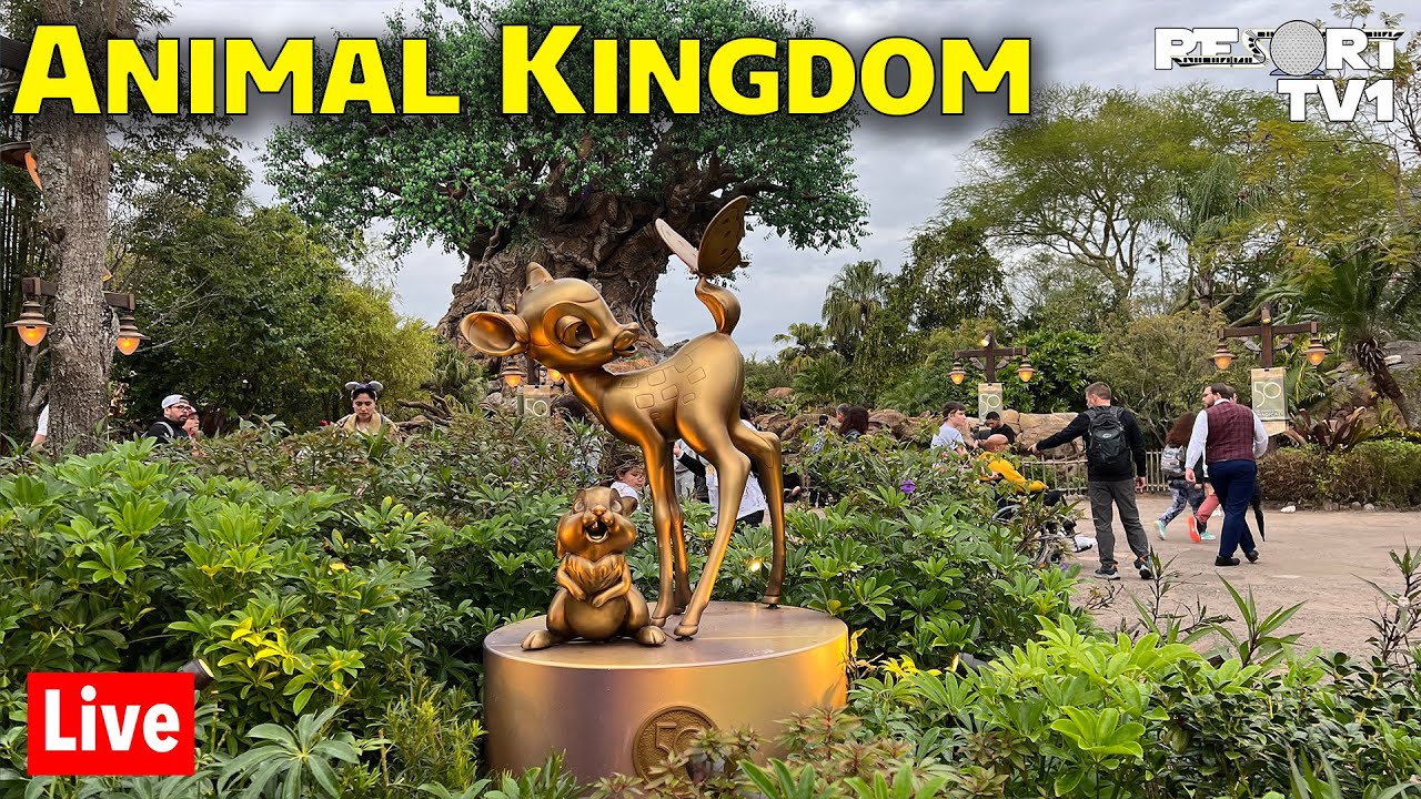 🔴Live: A Relaxing Day at Disney's Animal Kingdom - Walt Disney World Live  Stream - YouTube