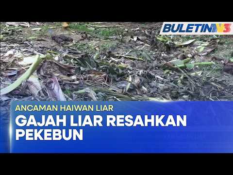 ANCAMAN HAIWAN LIAR | Pekebun Kampung Talong Resah Kehadiran Gajah Liar
