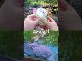 Animal Names at the Woodland Stream for Babies Kids to Learn: Axolotl Camel Panda Fox Cow