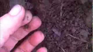 CORNFIELD CHRONICLES-SHORT BUT SWEET!