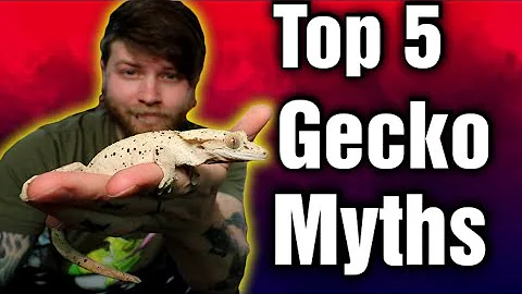 Don't Fall For These! Top 5 Crested Gecko Myths
