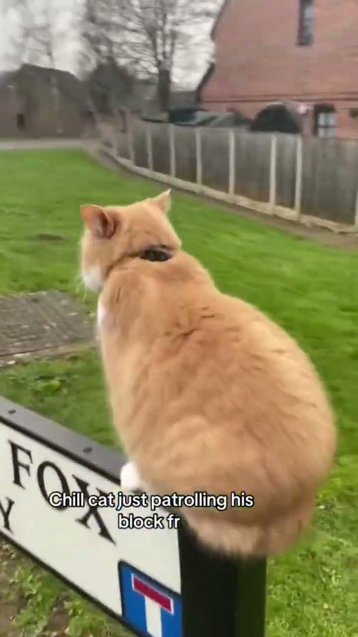 Kittyo patrolling the neighborhood like yo I really got defense