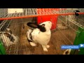 أرنوبيات   3   جولة في مزرعة مستغانم للتعرف على أنواع الأرانب