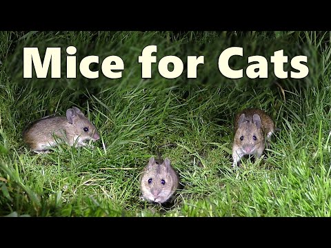 Mice Video and