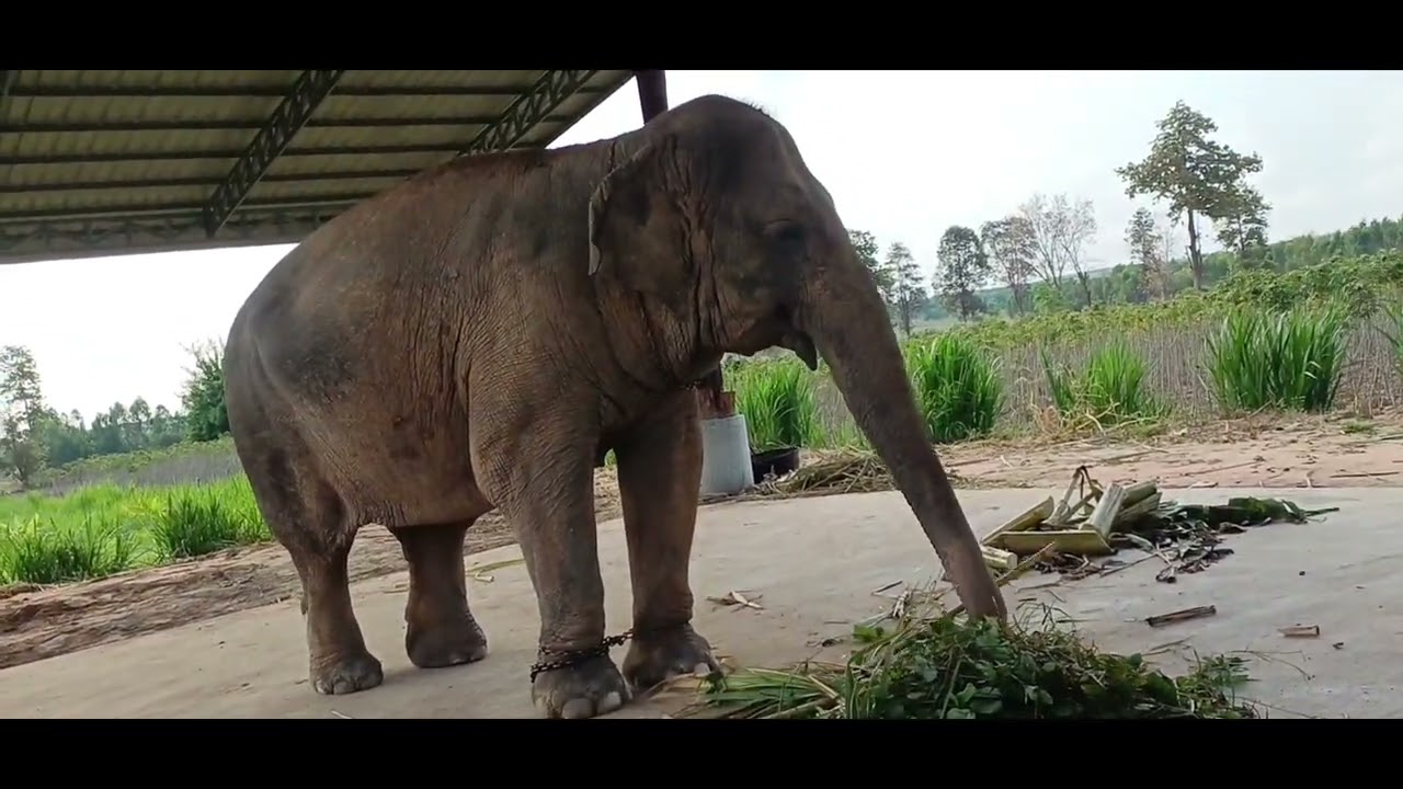 เมื่อคืนตีสองครึ่งฝนตกชุ่มฉ่ำเลยครับ