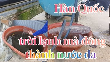 Hôm nay thời tiết lạnh mà đông da,rồi cả nhà ơi