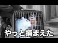 【8年野良猫】極寒酷暑が可哀想すぎるので捕獲作戦決行！病院に行ったらまさかの事実が...