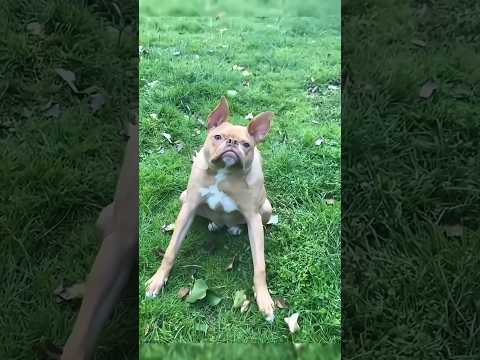 Уникальный Случай, Когда Ошибка Природы Сделала Кого-то Особенным!🤯 #shorts #собака #позвоночник