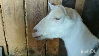 видео: Палочка - выручалочка ! Коза переела зерна ! картинка: Палочка - выручалочка ! Коза переела зерна !