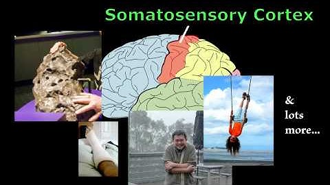 Brain Parts Song by Aaron Wolf