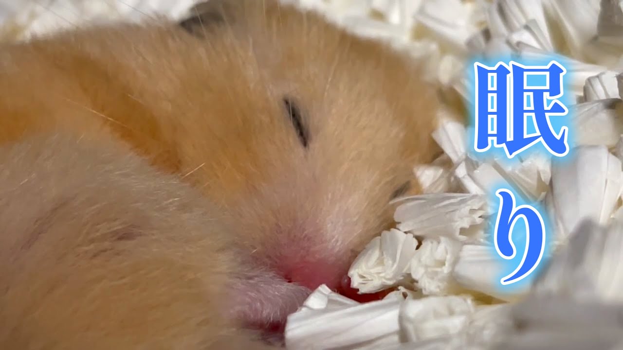 Golden Hamster Vlog Whose Sleeping Face Is Too Cute Youtube