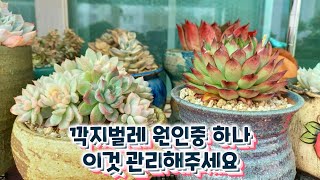 깍지벌레가 생기는 원인이 되기도 하는 이것!  깍지벌레를 예방하는 평소습관 ~ 관리가 무엇보다 중요하겠죠
