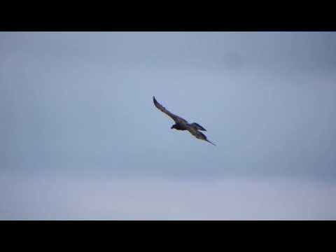 bearded vulture