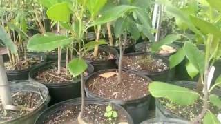 Propagation Time: jackfruit approach grafting