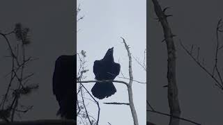 Raven Call | Raven Sounds