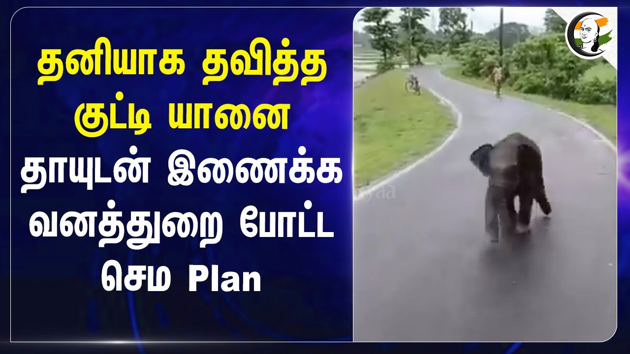 ⁣தனியாக தவித்த குட்டி யானை... தாயுடன் இணைக்க வனத்துறை போட்ட செம Plan... | Forest | Assam