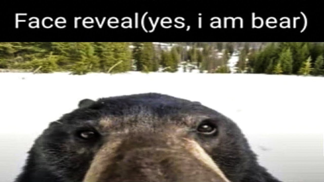face reveal yes i am a bear｜TikTok Search